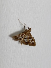 Sameodes