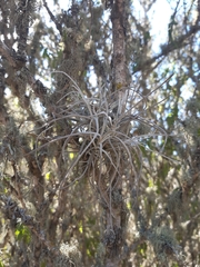 Tillandsia capillaris
