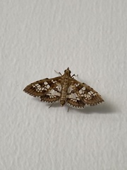 Sameodes