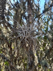 Tillandsia capillaris