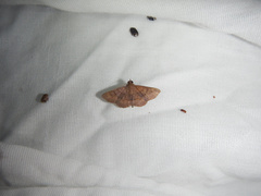 Antiblemma perva