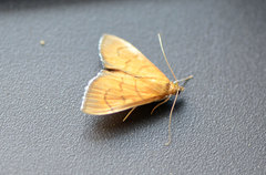 Patania chlorophanta
