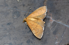Patania chlorophanta