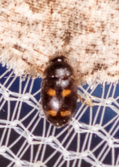 Litargus tetraspilotus
