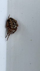 Araneus diadematus