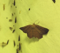 Euchlaena johnsonaria