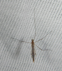 Gonomyia pleuralis