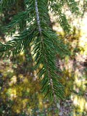 Picea martinezii