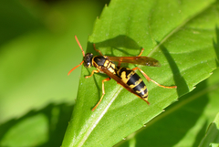 Polistes chinensis