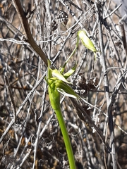 Gilliesia cuspidata