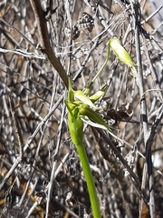 Gilliesia cuspidata