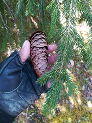 Picea martinezii