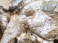 Colobopterus erraticus