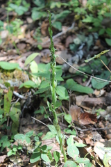 Platanthera brevifolia