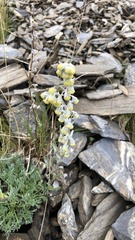 Artemisia umbelliformis