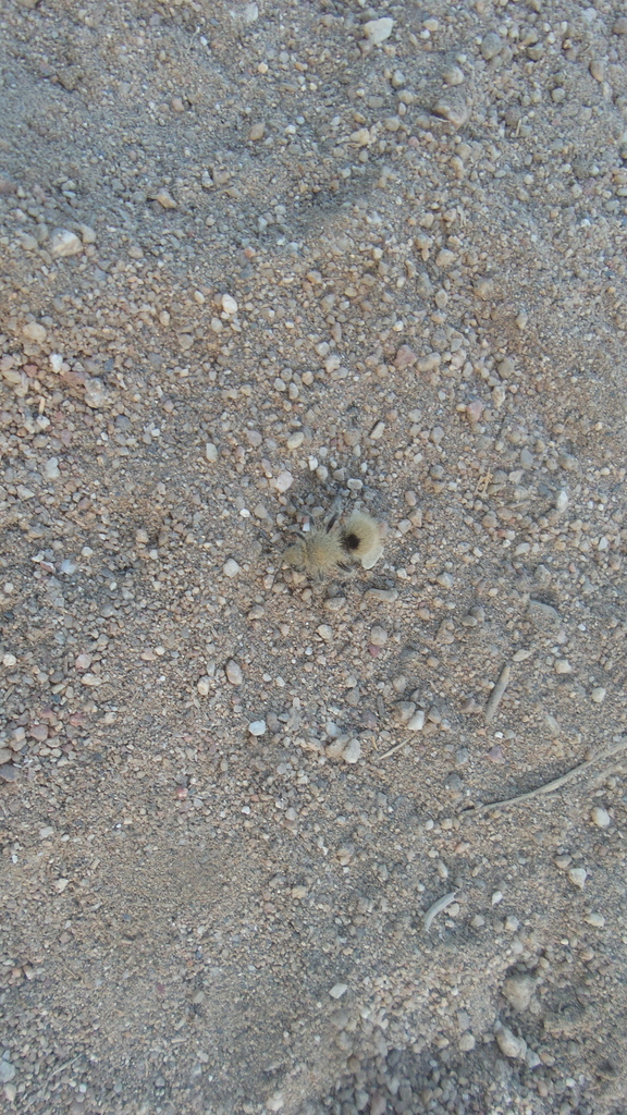Dasymutilla scaber