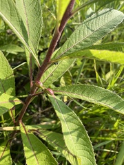 Neolasioptera vernoniae