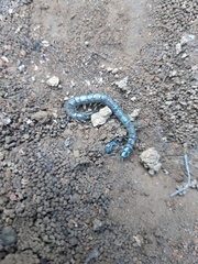 Akymnopellis