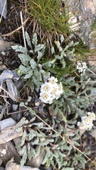 Achillea nana