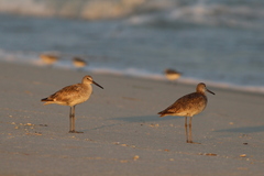 Tringa semipalmata semipalmata