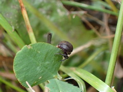 Colobopterus erraticus