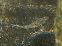 Pomatoschistus microps