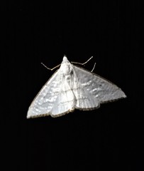 Ramila angustifimbrialis