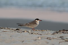 Sterna hirundo hirundo
