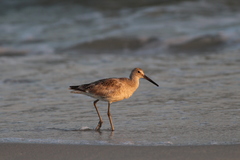 Tringa semipalmata semipalmata