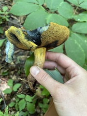 Lanmaoa carminipes