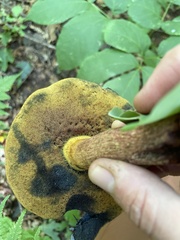 Lanmaoa carminipes