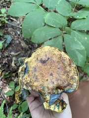 Lanmaoa carminipes