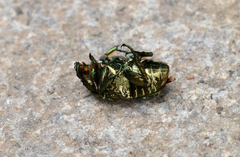 Protaetia brevitarsis