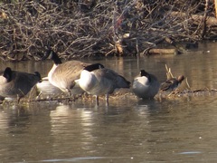 Branta hutchinsii