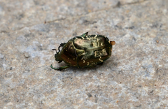 Protaetia brevitarsis