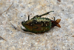 Protaetia brevitarsis