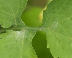 Erysiphe macleayae