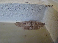 Iridopsis vellivolata