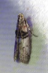 Tlascala reductella