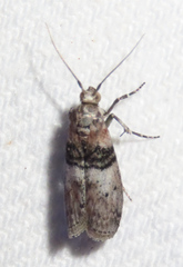 Tlascala reductella