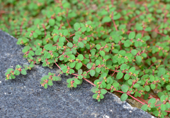 Euphorbia serpens