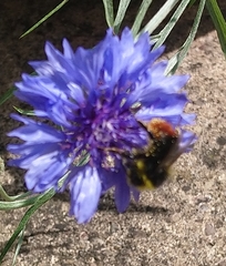 Bombus