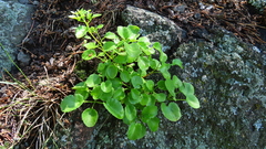 Hylotelephium populifolium
