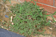 Euphorbia serpens