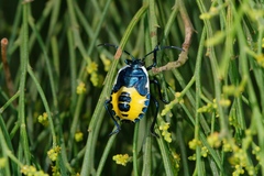 Commius elegans