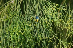 Commius elegans