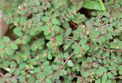 Euphorbia serpens