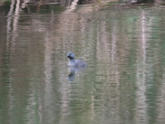Tachybaptus dominicus