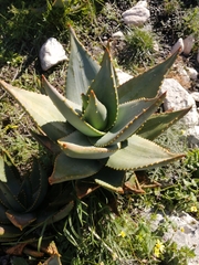 Aloe perfoliata