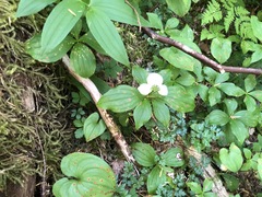 Cornus unalaschkensis